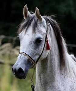 Amira Al Najeeba ( Shahim Al Nakeeb x Sahira VI) * 2008, grey mare, straight egyptian