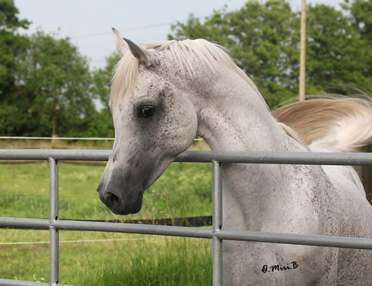 Zuhrah Arabians - Stallions - El Salaam