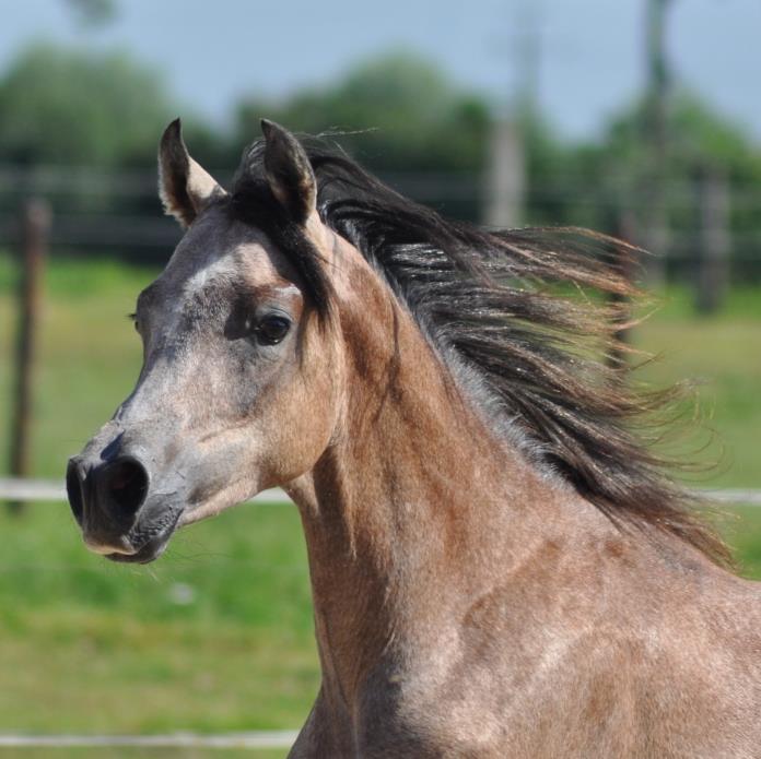 LATIF JAMILL MA ABSHA.jpg-ko