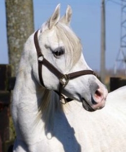 Madahna F ( El Madahn Mareekh x Mahrousa S) * 1995, grey mare, straight egyptian