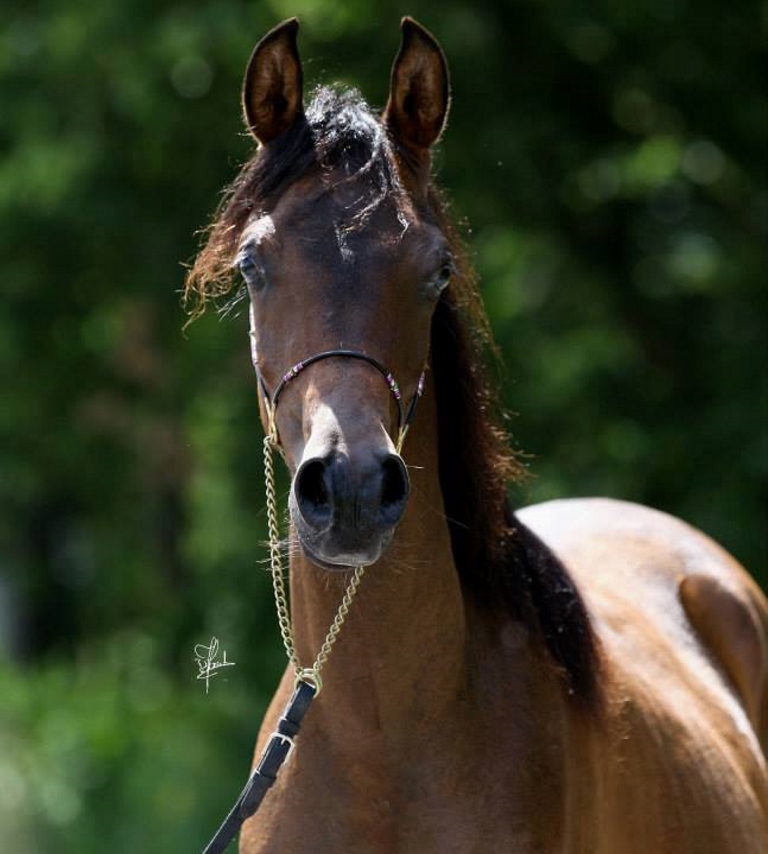 hafeez-jamill-al-ryah-nk-nadeer-x-kp-hafeezah-el-nil (1)