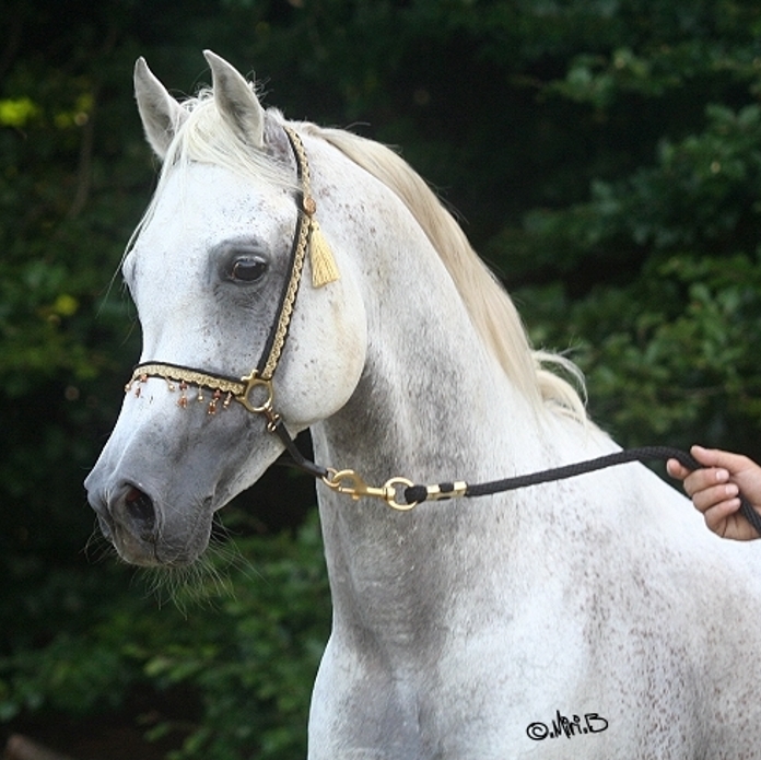 EL SALAAM Zuhrah Arabians Stallions